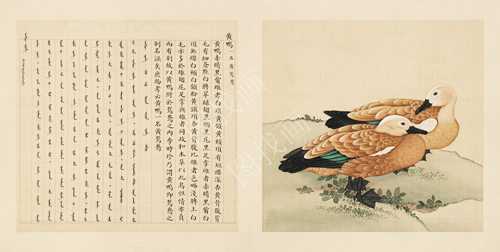 故宫鸟谱  40x78cm (97)